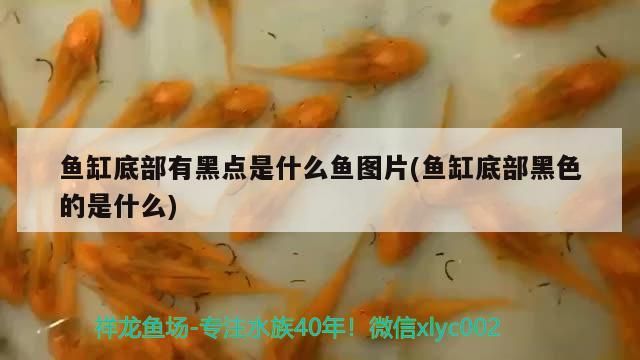 魚(yú)缸底部有黑點(diǎn)是什么魚(yú)圖片(魚(yú)缸底部黑色的是什么)（如何清除魚(yú)缸底部黑點(diǎn)）