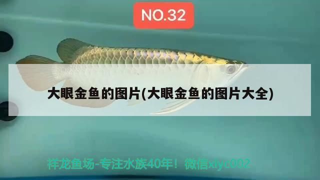 大眼金魚(yú)的圖片(大眼金魚(yú)的圖片大全)（大眼金魚(yú)圖片大全）