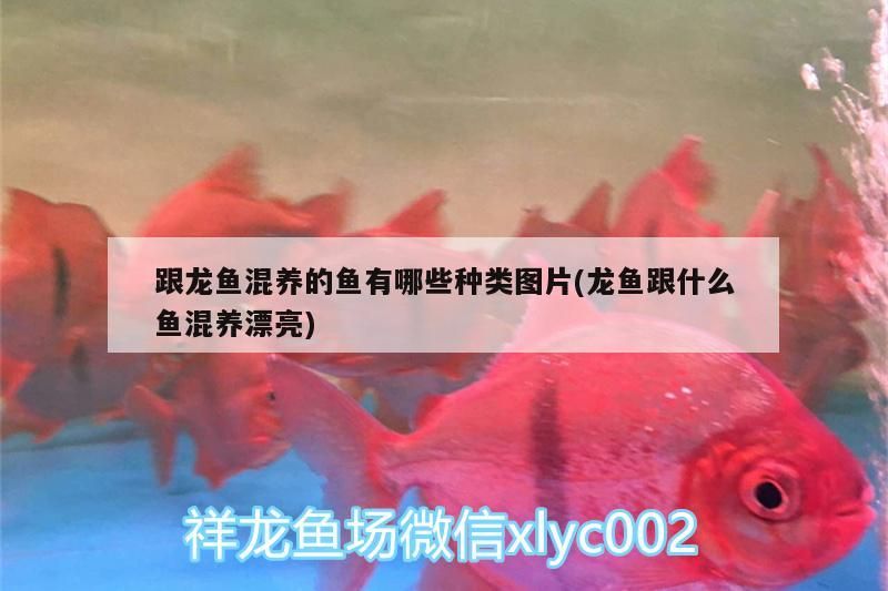 跟龍魚(yú)混養(yǎng)的魚(yú)有哪些種類(lèi)圖片(龍魚(yú)跟什么魚(yú)混養(yǎng)漂亮)（跟龍魚(yú)混養(yǎng)的魚(yú)有哪些種類(lèi)圖片）