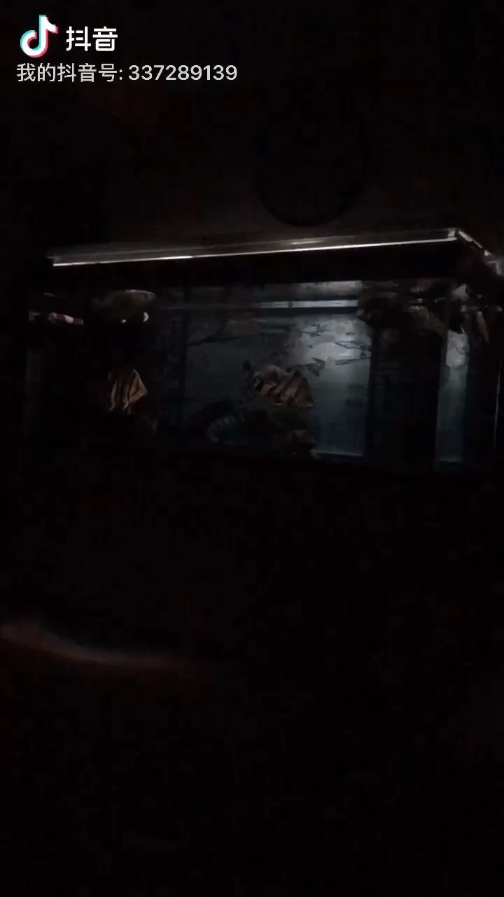 兗州哪里有賣魚缸的店（兗州哪里有賣魚缸的店?。|莞哪里有賣魚缸的店） 兗州哪里有賣魚缸的店（兗州哪里有賣魚缸的店?。|莞哪里有賣魚缸的店） 觀賞魚百科