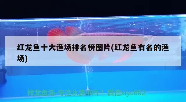金龍魚 關于龍魚的說說句子(關于紅龍魚的說說)(紅龍魚十大漁場排名) 觀賞魚百科 關于龍魚的說說句子(關于紅龍魚的說說)(紅龍魚十大漁場排名) 關于龍魚的說說句子(關于紅龍魚的說說)(紅龍魚十大漁場排名) 觀賞魚百科
