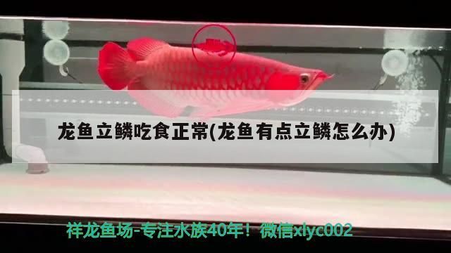 龍魚立鱗吃食正常(龍魚有點立鱗怎么辦)（龍魚得了立鱗病怎么辦） 龍魚立鱗吃食正常(龍魚有點立鱗怎么辦)（龍魚得了立鱗病怎么辦） 觀賞魚百科
