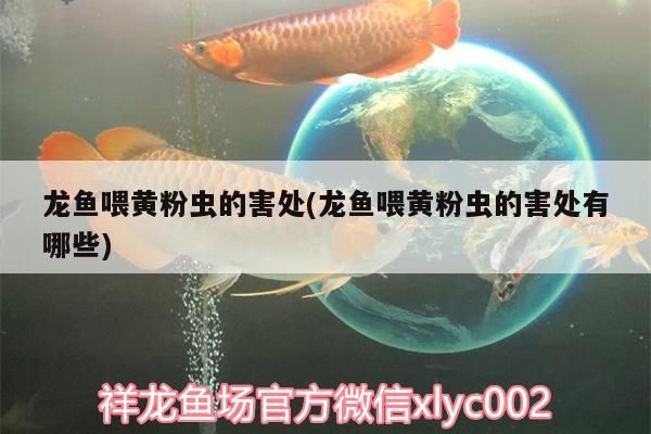 龍魚喂黃粉蟲的害處(龍魚喂黃粉蟲的害處有哪些)（龍魚喂黃粉蟲的害處） 龍魚喂黃粉蟲的害處(龍魚喂黃粉蟲的害處有哪些)（龍魚喂黃粉蟲的害處） 觀賞魚百科