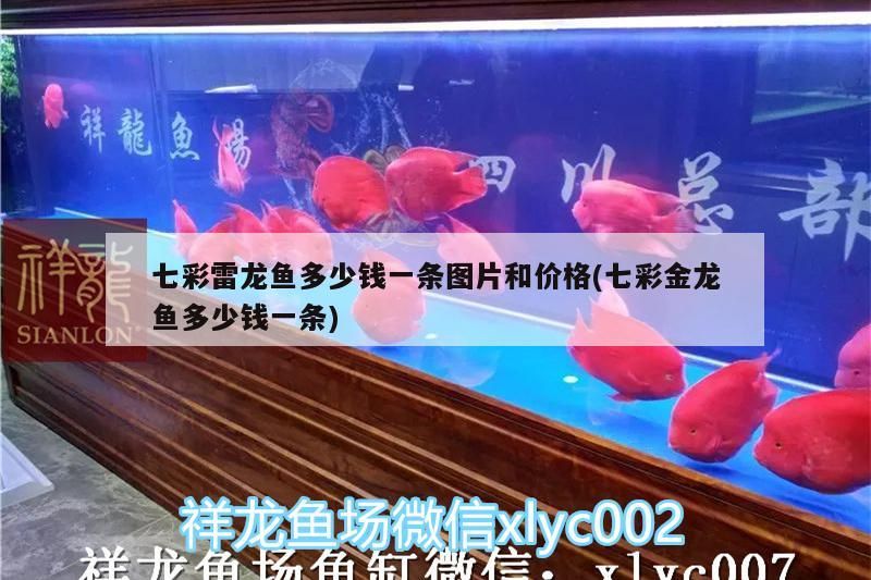 七彩雷龍魚多少錢一條圖片和價格(七彩金龍魚多少錢一條)（七彩雷龍魚多少錢一條） 七彩雷龍魚多少錢一條圖片和價格(七彩金龍魚多少錢一條)（七彩雷龍魚多少錢一條） 觀賞魚百科 第3張