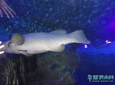渭南水族館：渭南水族館住宿體驗可麗愛水族館住宿體驗可麗愛水族館 渭南水族館：渭南水族館住宿體驗可麗愛水族館住宿體驗可麗愛水族館 觀賞魚百科 第1張
