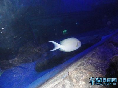 渭南水族館：渭南水族館住宿體驗可麗愛水族館住宿體驗可麗愛水族館 渭南水族館：渭南水族館住宿體驗可麗愛水族館住宿體驗可麗愛水族館 觀賞魚百科 第3張