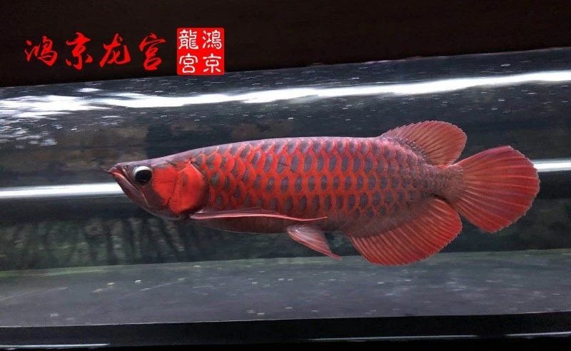 一龍一神話九洲育傳奇（一龍一神話九洲育傳奇印尼鴻京龍宮(紅龍)養(yǎng)殖場）