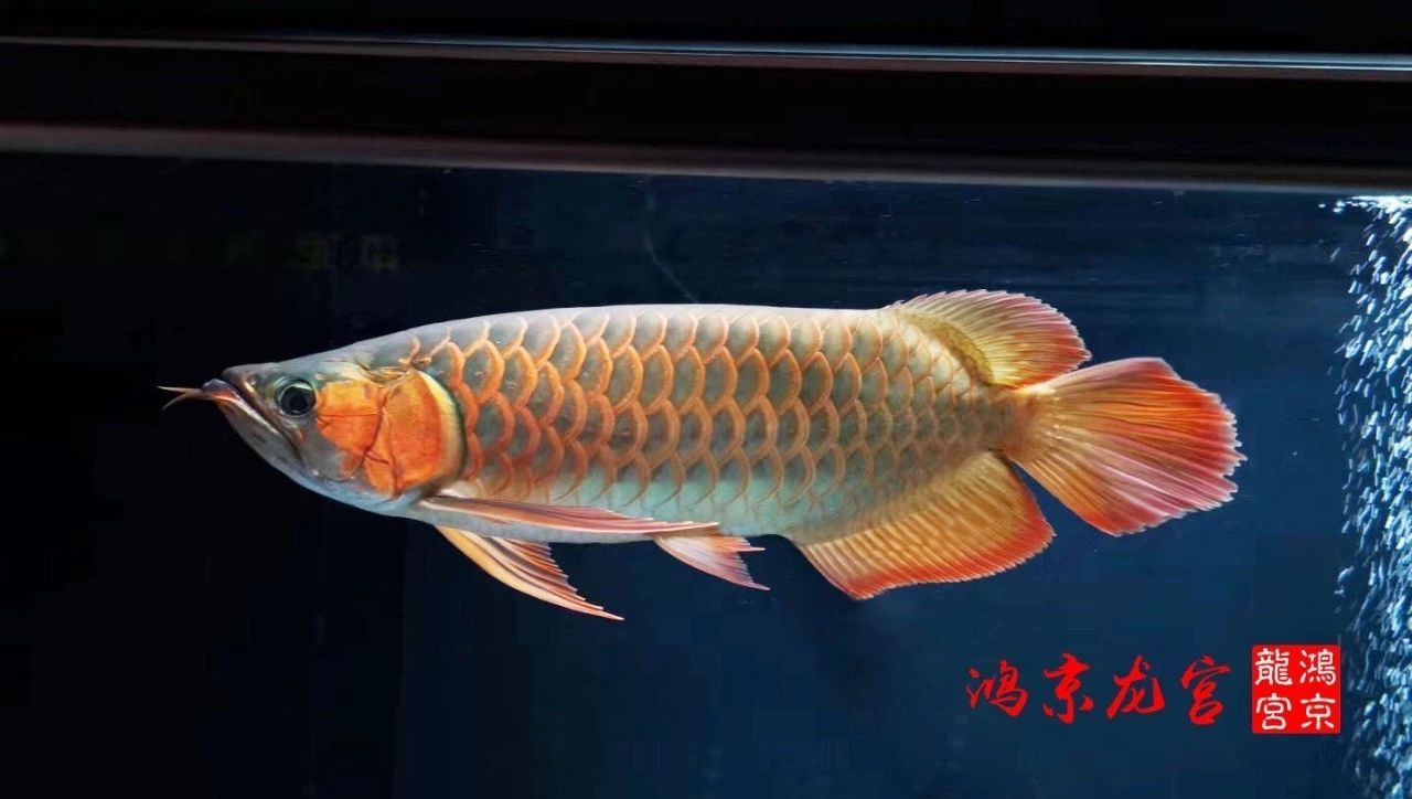 一龍一神話九洲育傳奇（一龍一神話九洲育傳奇印尼鴻京龍宮(紅龍)養(yǎng)殖場）