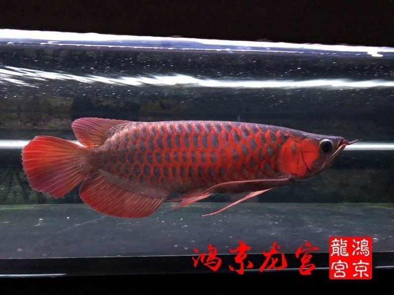 一龍一神話九洲育傳奇（一龍一神話九洲育傳奇印尼鴻京龍宮(紅龍)養(yǎng)殖場）
