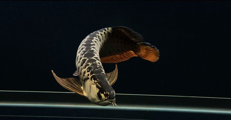 南芬哪里賣龍魚：南芬地區(qū)龍魚的銷售渠道 南芬哪里賣龍魚：南芬地區(qū)龍魚的銷售渠道 觀賞魚百科 第4張