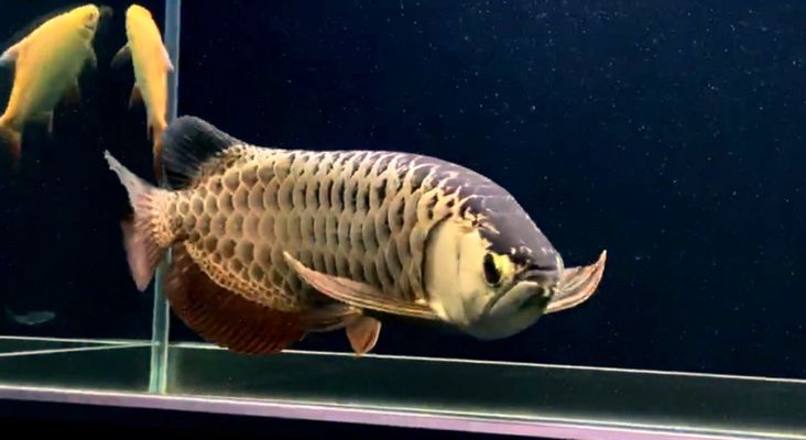 南芬哪里賣龍魚：南芬地區(qū)龍魚的銷售渠道 南芬哪里賣龍魚：南芬地區(qū)龍魚的銷售渠道 觀賞魚百科 第3張