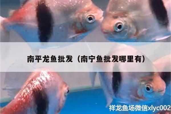 南芬哪里賣龍魚：南芬地區(qū)龍魚的銷售渠道 南芬哪里賣龍魚：南芬地區(qū)龍魚的銷售渠道 觀賞魚百科 第5張
