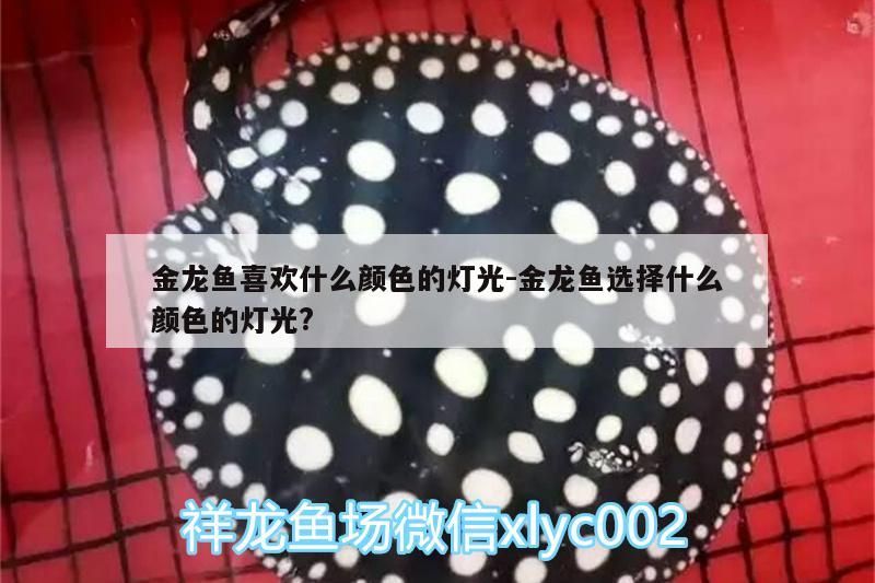 金龍魚喜歡什么顏色的燈光:金龍魚選擇什么顏色的燈光?（金龍魚喜歡什么顏色的燈光，）