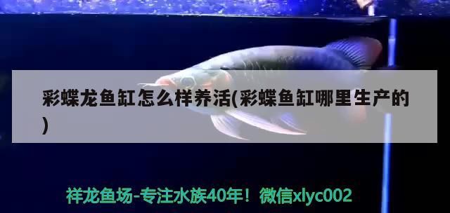 什么龜能和龍魚混養：什么龜能和龍魚一起養（龍魚可以和什么魚一起養）