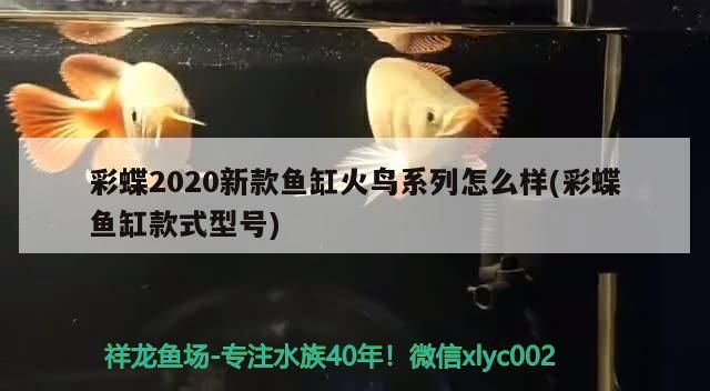 什么龜能和龍魚混養：什么龜能和龍魚一起養（龍魚可以和什么魚一起養）