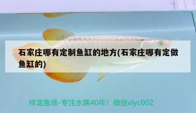 什么龜能和龍魚混養：什么龜能和龍魚一起養（龍魚可以和什么魚一起養）