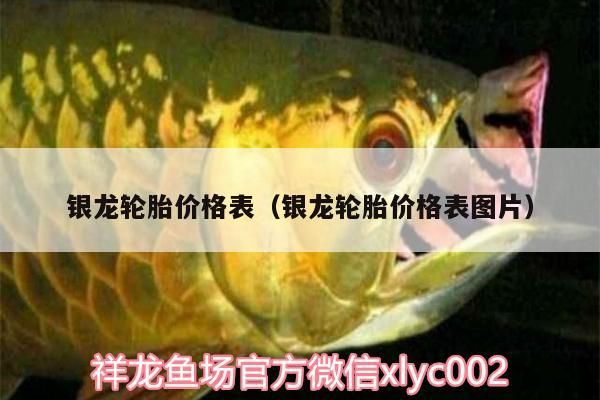 我的虎魚真菌感染了要怎么處理 銀龍輪胎價格表(銀龍輪胎價格表圖片)(銀龍輪胎價格表) 觀賞魚百科 銀龍輪胎價格表(銀龍輪胎價格表圖片)(銀龍輪胎價格表) 銀龍輪胎價格表(銀龍輪胎價格表圖片)(銀龍輪胎價格表) 觀賞魚百科