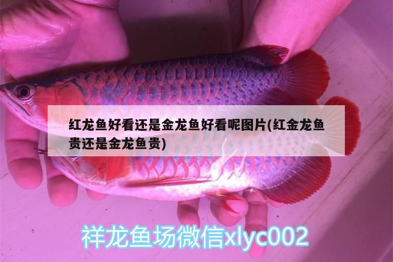 紅龍魚好看還是金龍魚好看呢圖片(紅金龍魚貴還是金龍魚貴)（紅龍魚和金龍魚好看還是金龍魚好看還是金龍魚好看）