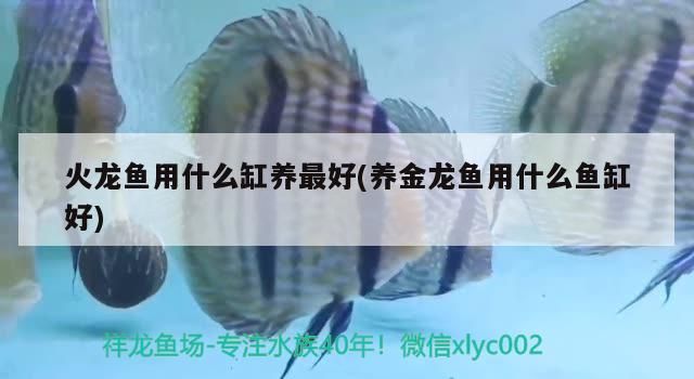 火龍魚用什么缸養最好(養金龍魚用什么魚缸好)（火龍魚用什么缸養最好） 火龍魚用什么缸養最好(養金龍魚用什么魚缸好)（火龍魚用什么缸養最好） 觀賞魚百科
