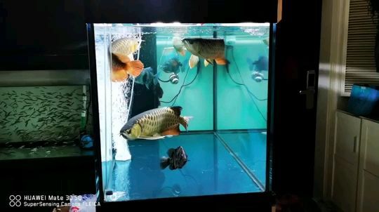 呆在家里靜靜的賞魚！（呆在家里靜靜的賞魚） 呆在家里靜靜的賞魚！（呆在家里靜靜的賞魚） 觀賞魚百科 第1張
