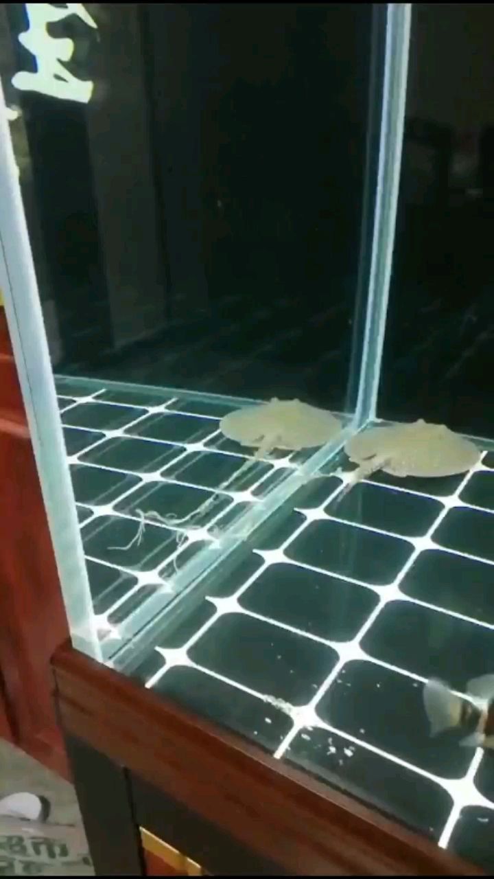 新請練手魟魚到家拉長線（新買的練手珍珠，下午就拉開線了，這是啥問題呢？） 新請練手魟魚到家拉長線（新買的練手珍珠，下午就拉開線了，這是啥問題呢？） 觀賞魚百科 第2張