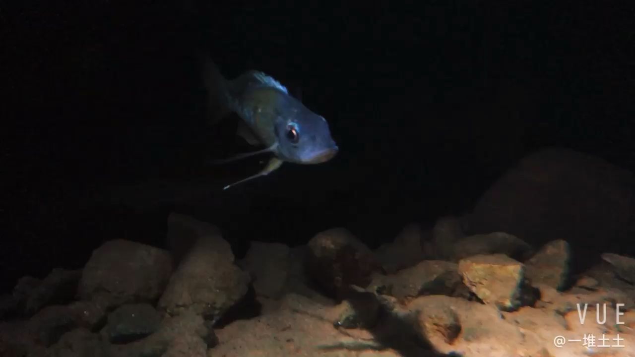 金龍魚(yú)是國(guó)內(nèi)企業(yè)嗎還是國(guó)外：金龍魚(yú)是國(guó)外的嗎（2021年中國(guó)上市公司500強(qiáng)，金龍魚(yú)、安琪酵母成功登榜）