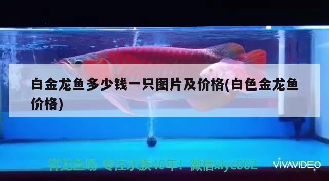 白金龍魚多少錢一只圖片及價格(白色金龍魚價格)（白金龍魚多少錢一只） 白金龍魚多少錢一只圖片及價格(白色金龍魚價格)（白金龍魚多少錢一只） 觀賞魚百科