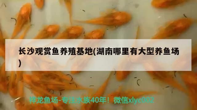 長沙觀賞魚養殖(湖南哪里有大型養魚場)（長沙觀賞魚養殖場（北京市場，南沙灘花鳥市場，北京集散地））