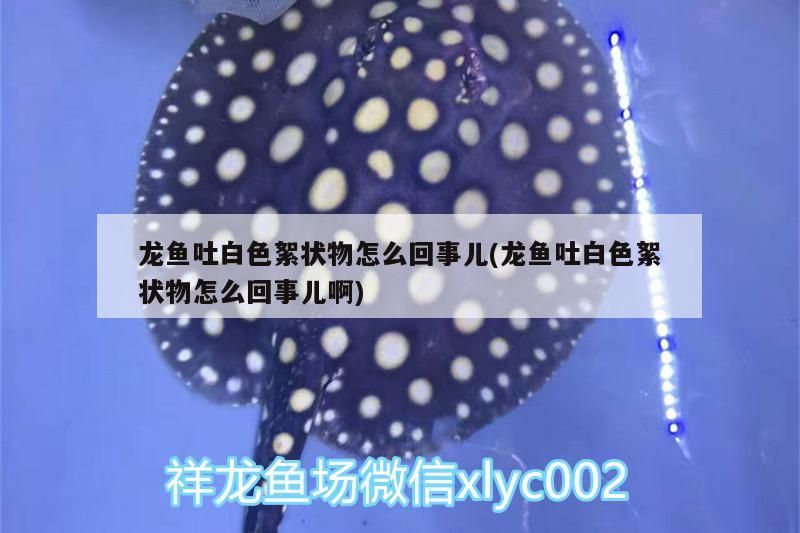 龍魚吐白色絮狀物怎么回事兒(龍魚吐白色絮狀物怎么回事兒啊)（龍魚吐白色絮狀物可能是由多種原因引起的） 龍魚吐白色絮狀物怎么回事兒(龍魚吐白色絮狀物怎么回事兒啊)（龍魚吐白色絮狀物可能是由多種原因引起的） 觀賞魚百科
