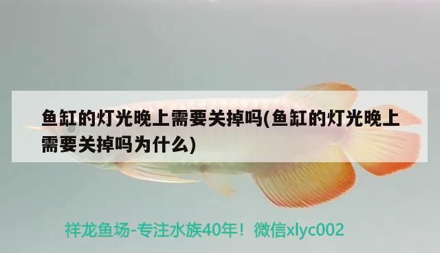 魚缸的燈光晚上需要關掉嗎(魚缸的燈光晚上需要關掉嗎為什么)（魚缸燈光晚上需要關掉嗎） 魚缸的燈光晚上需要關掉嗎(魚缸的燈光晚上需要關掉嗎為什么)（魚缸燈光晚上需要關掉嗎） 觀賞魚百科