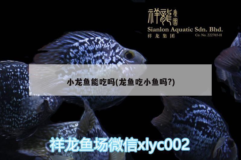 銀龍魚 小龍魚能吃嗎(龍魚吃小魚嗎?)(小龍魚可以吃嗎?) 觀賞魚百科 小龍魚能吃嗎(龍魚吃小魚嗎?)(小龍魚可以吃嗎?) 小龍魚能吃嗎(龍魚吃小魚嗎?)(小龍魚可以吃嗎?) 觀賞魚百科