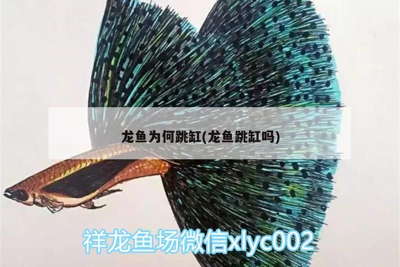 魚缸過濾器選購指南:自制魚缸過濾器魚缸上置過濾器對于養魚愛好者的必備知識 龍魚為何跳缸(龍魚跳缸嗎)(龍魚為何跳缸) 觀賞魚百科 龍魚為何跳缸(龍魚跳缸嗎)(龍魚為何跳缸) 龍魚為何跳缸(龍魚跳缸嗎)(龍魚為何跳缸) 觀賞魚百科