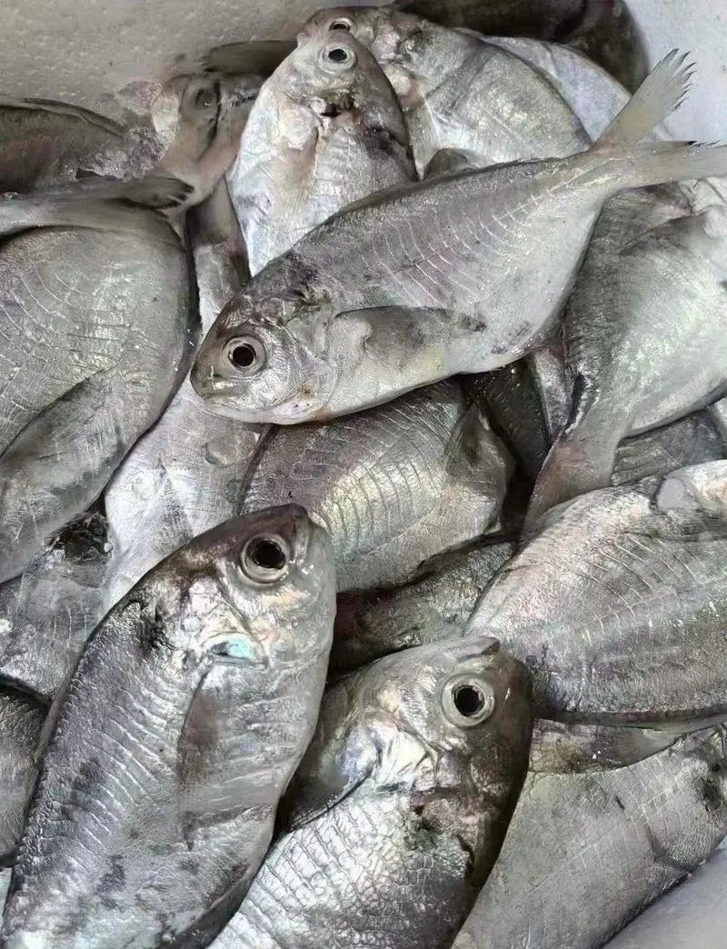 南昌魚是什么魚（南昌人未必了解的南昌魚） 南昌魚是什么魚（南昌人未必了解的南昌魚） 觀賞魚百科 第1張