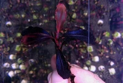 紅龍魚單養好嗎：關于紅龍魚單養的問題
