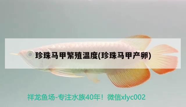 珍珠馬甲繁殖溫度(珍珠馬甲產(chǎn)卵)（養(yǎng)好熱帶魚珍珠馬甲繁殖溫度需要做到以下一些條件） 珍珠馬甲繁殖溫度(珍珠馬甲產(chǎn)卵)（養(yǎng)好熱帶魚珍珠馬甲繁殖溫度需要做到以下一些條件） 觀賞魚百科