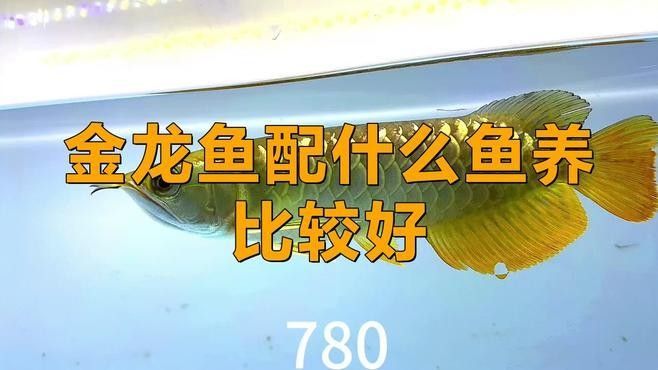 適合和金龍混養(yǎng)的魚（適合與金龍魚混養(yǎng)的魚類）