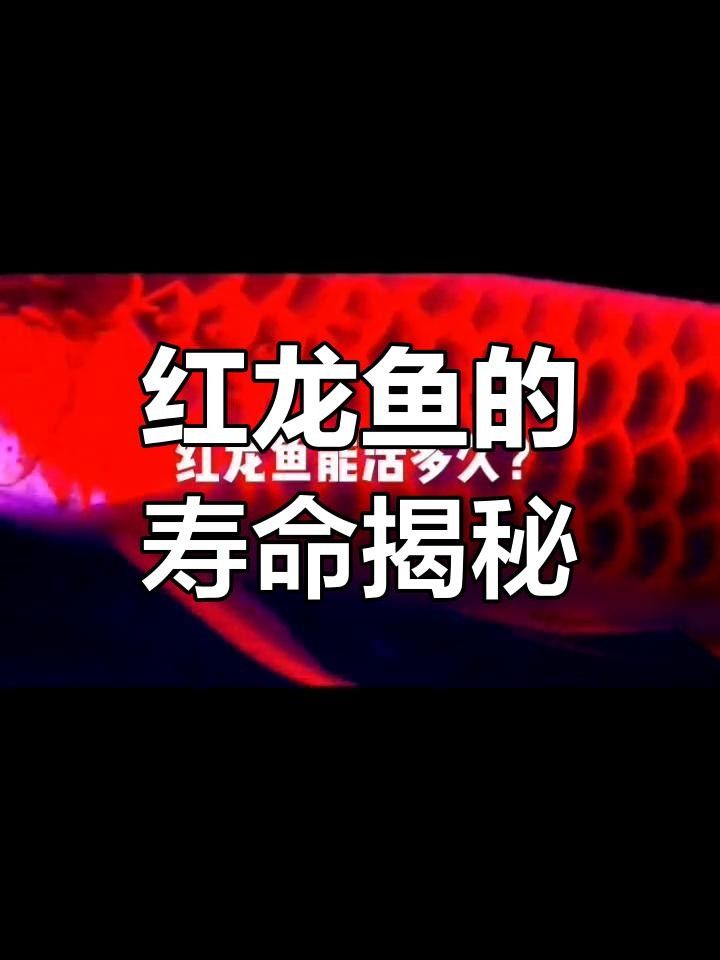 家里養(yǎng)紅龍魚風(fēng)水好嗎（家里養(yǎng)紅龍魚怎么養(yǎng)） 家里養(yǎng)紅龍魚風(fēng)水好嗎（家里養(yǎng)紅龍魚怎么養(yǎng)） 觀賞魚百科 第2張