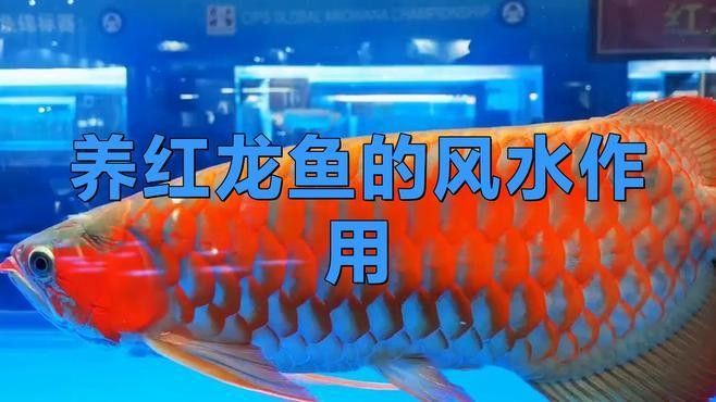 家里養(yǎng)紅龍魚風(fēng)水好嗎（家里養(yǎng)紅龍魚怎么養(yǎng)） 家里養(yǎng)紅龍魚風(fēng)水好嗎（家里養(yǎng)紅龍魚怎么養(yǎng)） 觀賞魚百科 第1張