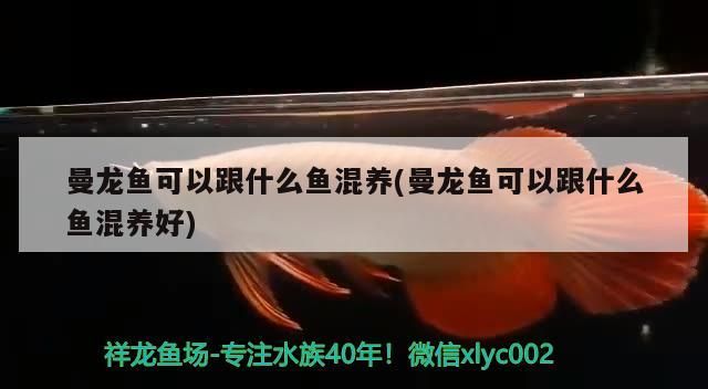 曼龍魚可以跟什么魚混養(曼龍魚可以跟什么魚混養好)（曼龍魚可以和什么混養）