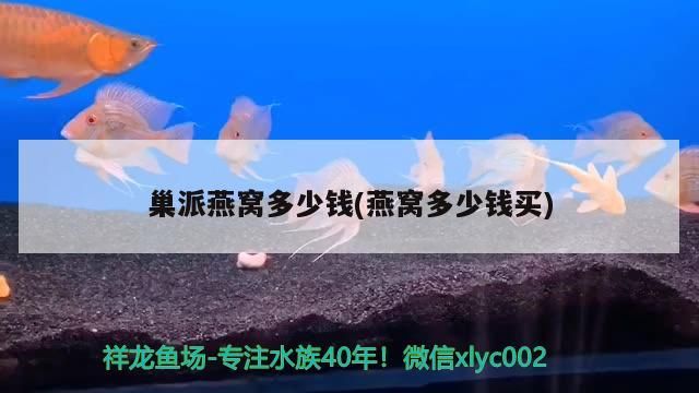 巢派燕窩多少錢(燕窩多少錢買)（國內燕窩價格多少錢一克？） 巢派燕窩多少錢(燕窩多少錢買)（國內燕窩價格多少錢一克？） 觀賞魚百科