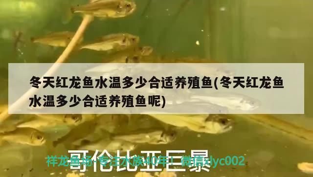 冬天紅龍魚水溫多少合適養殖魚(冬天紅龍魚水溫多少合適養殖魚呢)（冬天紅龍魚水溫多少合適養殖魚）