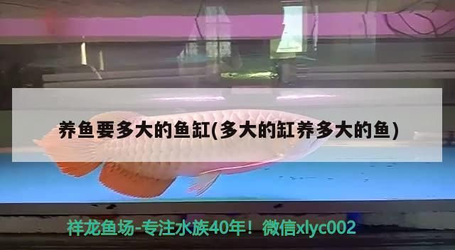 飼料 養魚要多大的魚缸(多大的缸養多大的魚)(家庭養魚要多大的魚缸) 觀賞魚百科 養魚要多大的魚缸(多大的缸養多大的魚)(家庭養魚要多大的魚缸) 養魚要多大的魚缸(多大的缸養多大的魚)(家庭養魚要多大的魚缸) 觀賞魚百科