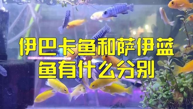 伊巴卡和薩伊藍區別（伊巴卡和薩伊藍的區別）