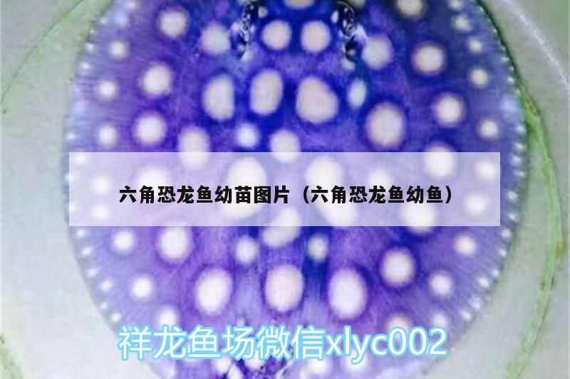 魚缸用增氧泵價(jià)格是多少:魚缸增氧機(jī)-xtrac增氧機(jī)-xtrac增氧機(jī) 六角恐龍魚幼苗圖片(六角恐龍魚幼魚) 觀賞魚百科 六角恐龍魚幼苗圖片(六角恐龍魚幼魚) 六角恐龍魚幼苗圖片(六角恐龍魚幼魚) 觀賞魚百科