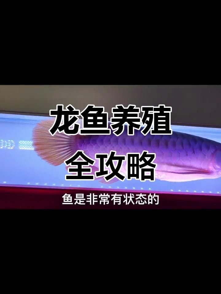 永順龍魚（是否會鑒別一種龍在亞洲，一起來看一看）