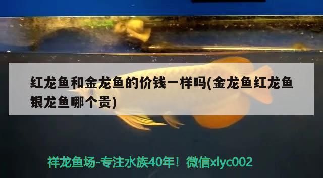 廣州魚缸批發市場芒格戰車（廣州魚缸批發市場）