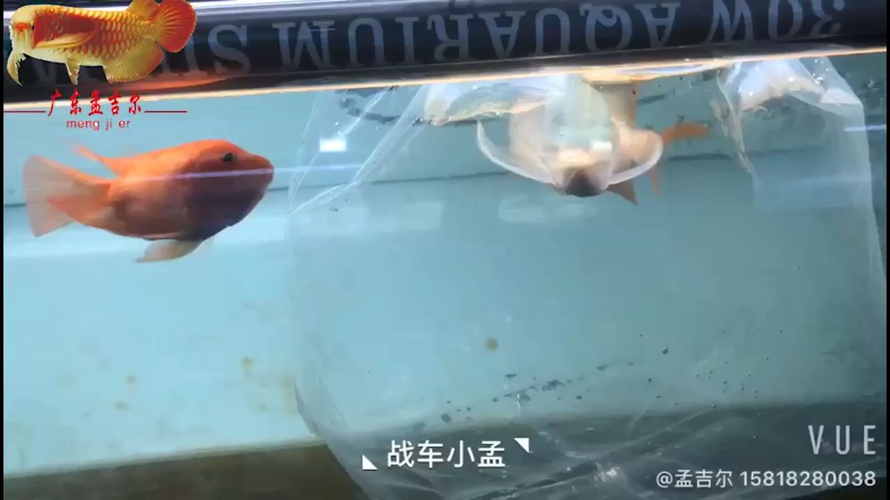 廣州魚缸批發市場芒格戰車（廣州魚缸批發市場）