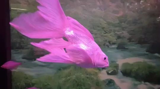 長期不在家，魚兒咋辦？（錦之鯉123評論：長期不在家，魚兒咋辦，隨著現代生活節奏加快） 長期不在家，魚兒咋辦？（錦之鯉123評論：長期不在家，魚兒咋辦，隨著現代生活節奏加快） 觀賞魚百科