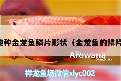 純種金龍魚鱗片形狀（金龍魚的鱗片）（如何辨別金龍幼魚？）
