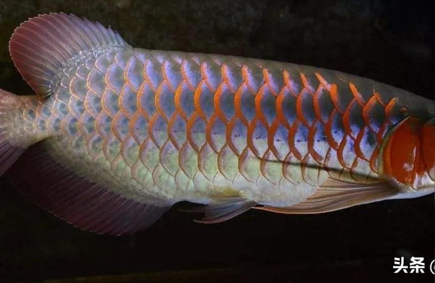 紅龍魚趴缸是什么原因:龍魚臥底怎么辦（紅龍魚趴缸是什么原因）
